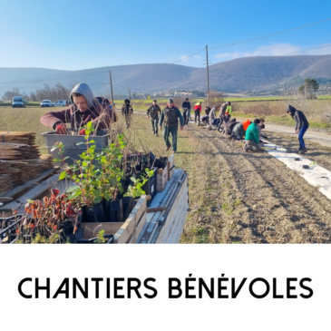 Participer à un chantier de plantation