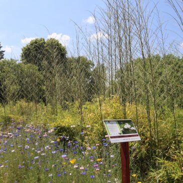 Stage : l’ADAF recherche un.e stagiaire en soutien à la création d’un parcours de sensibilisation biodiversité & agroécologie  